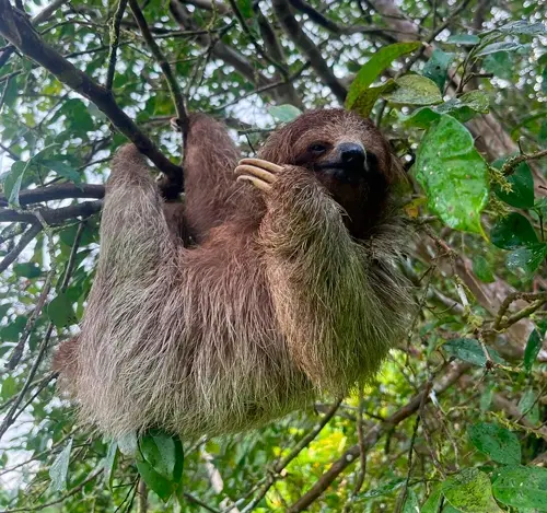 sloth magic tour