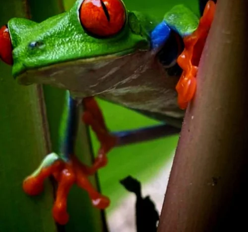 rainforest frog