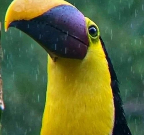 magic tour tucan