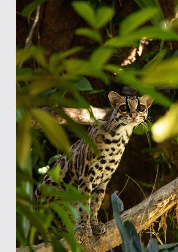 wildlife sanctuary diamante